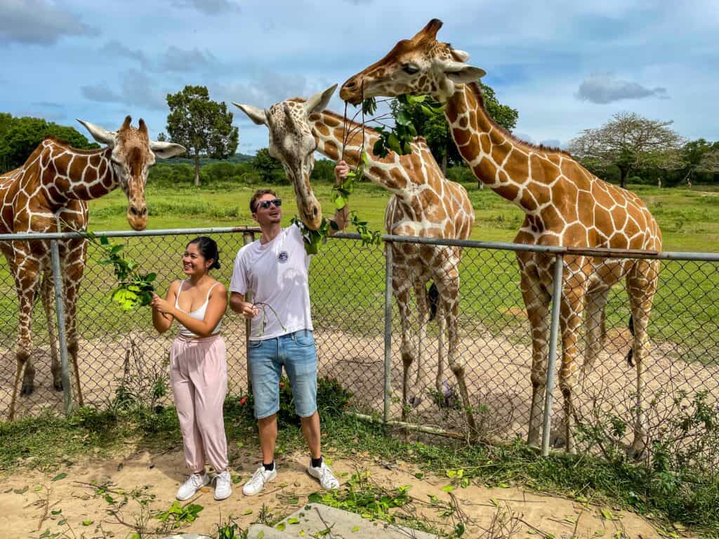 Feeding the giraffes in Calauit Safari Park