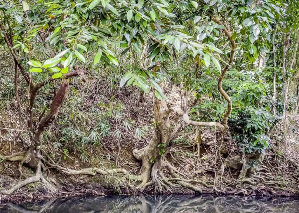 Pristine Jungle at Degtayan Falls