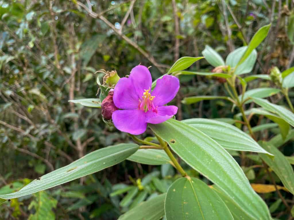 Beautiful of local flora at Degtayan Falls