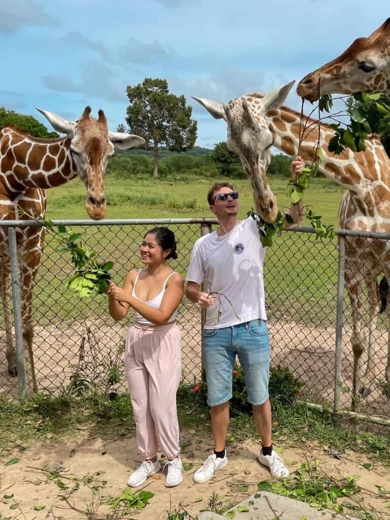 Feeding Giraffes at Calauit National Park