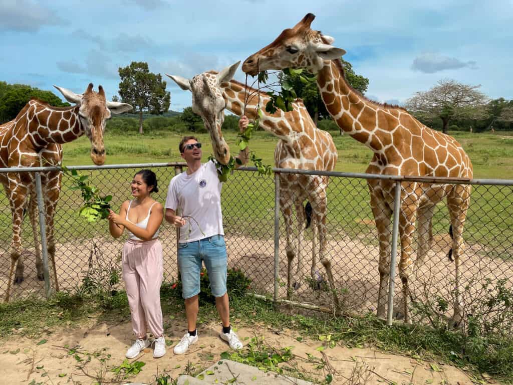 Feeding Giraffes in Calauit Safari Park