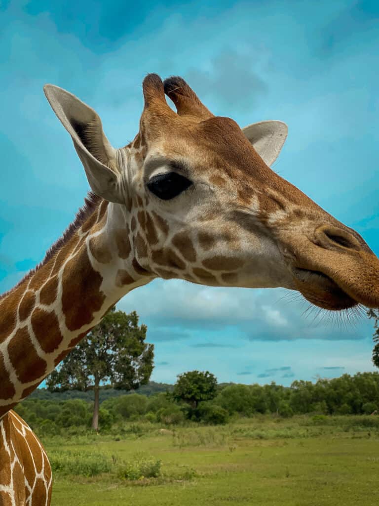 Giraffe at Calauit Safari Park