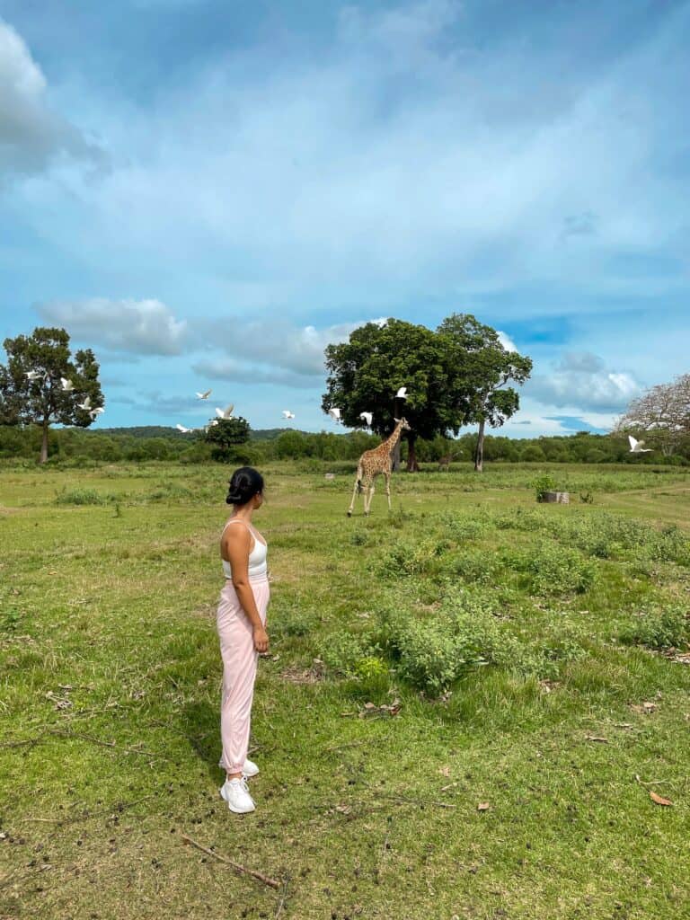 Giraffes at Calauit Safari Park