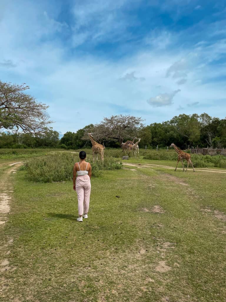 Giraffes roaming around in Calauit Safari Park