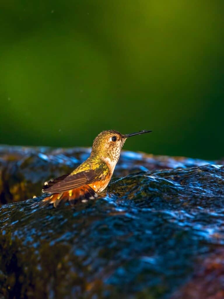 A Hummingbird in Golden Gate Park at Night