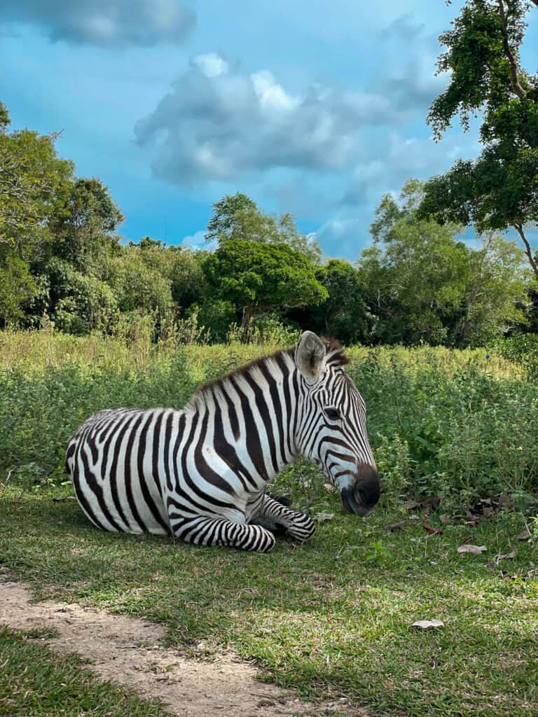 Zebra at Calauit Island National Park