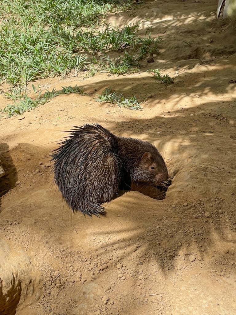 Philippines porcupine at Calauit Island National Park