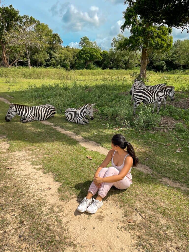 Zebras at Calauit Safari Park