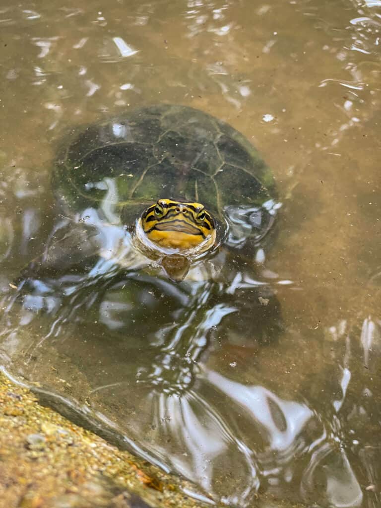 Turtles at Calauit Safari Park