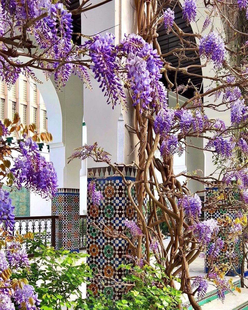 Wisteria vines in full bloom at the Grand Mosque of Paris, creating a picturesque canopy.