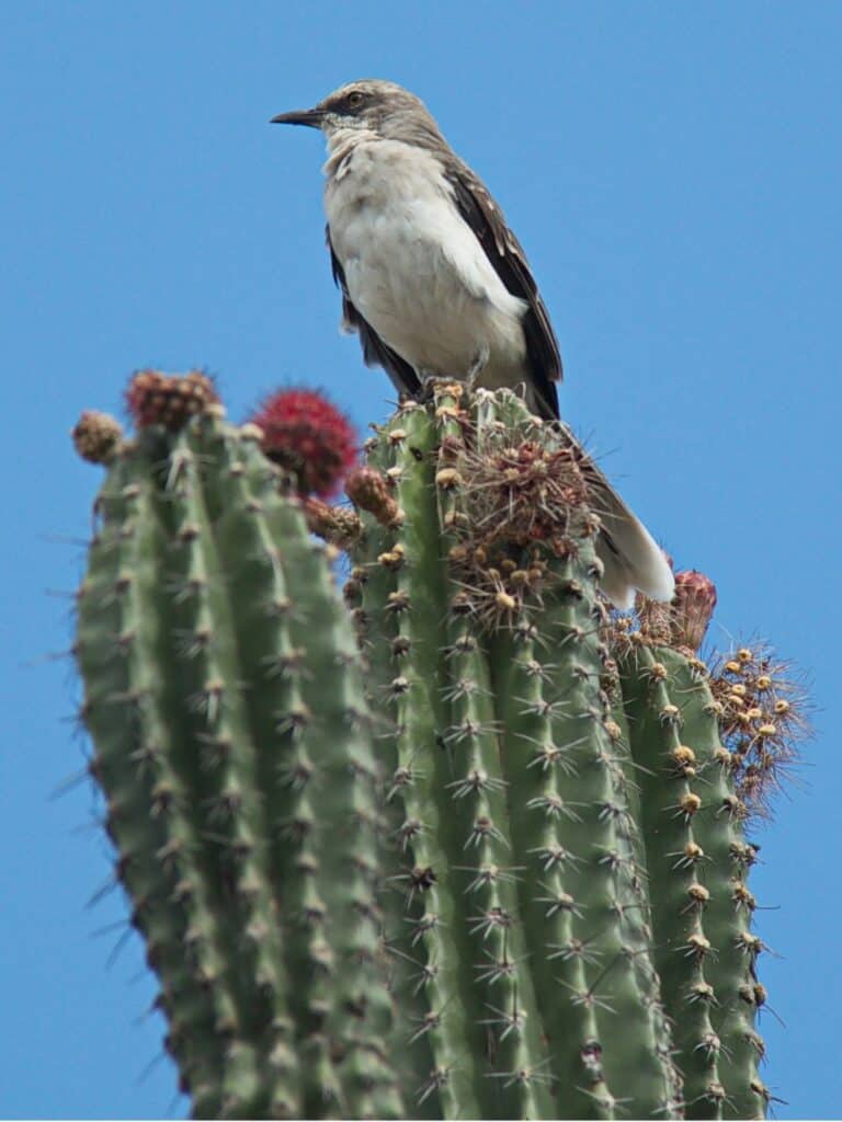 A bird on a cactus in Tatacoa Desert
