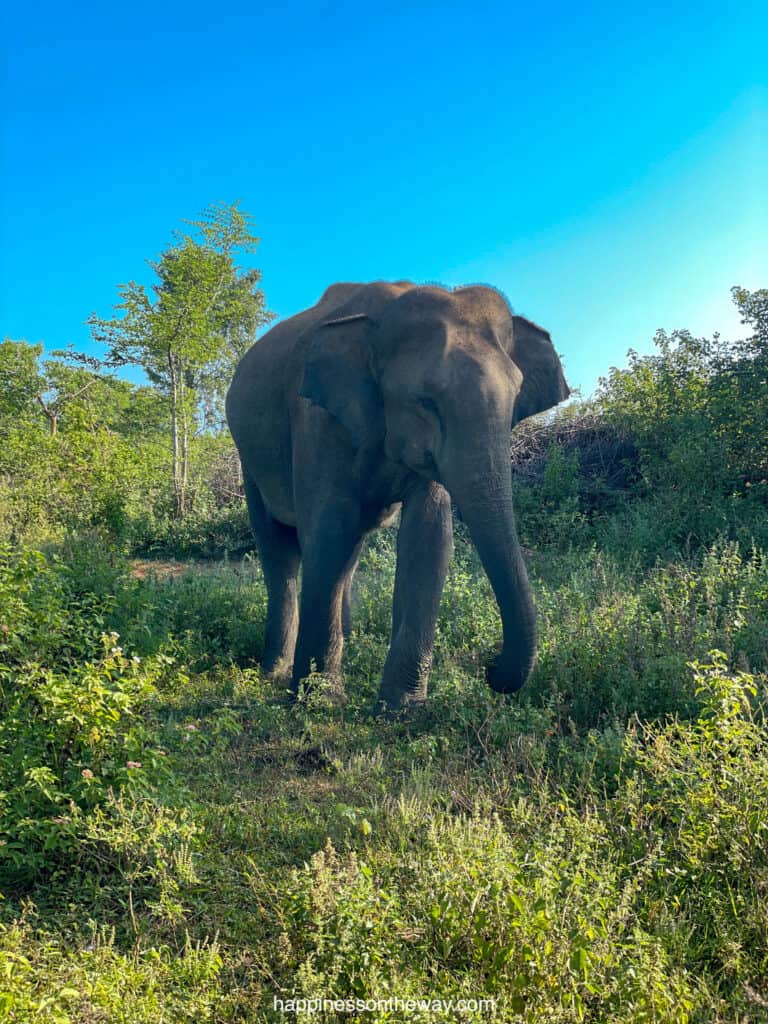 Elephant Udawalawe National Park
