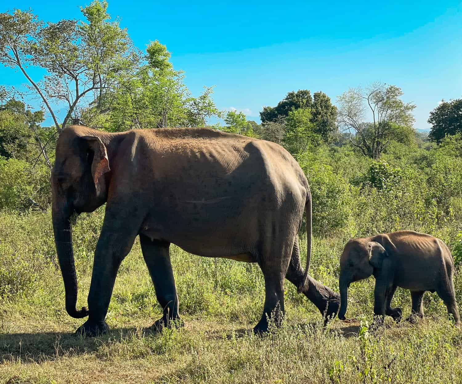 Udawalawe National Park