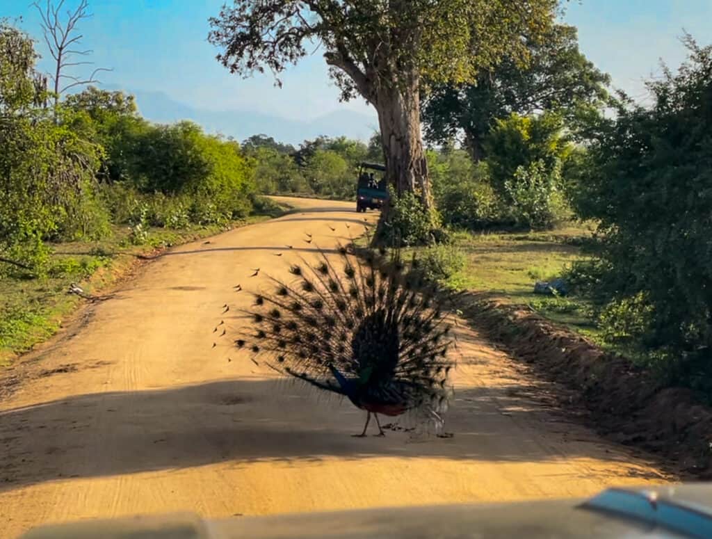 Peacock at Udawalawe National Park