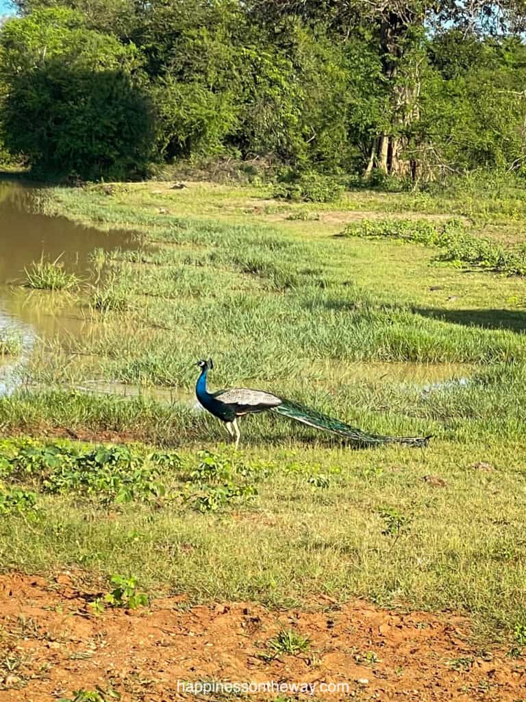 Peacock in a Pond