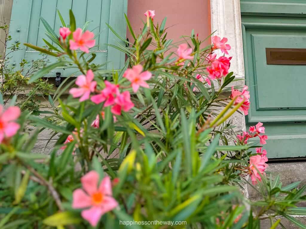 Rue Crémieux Paris Flowers