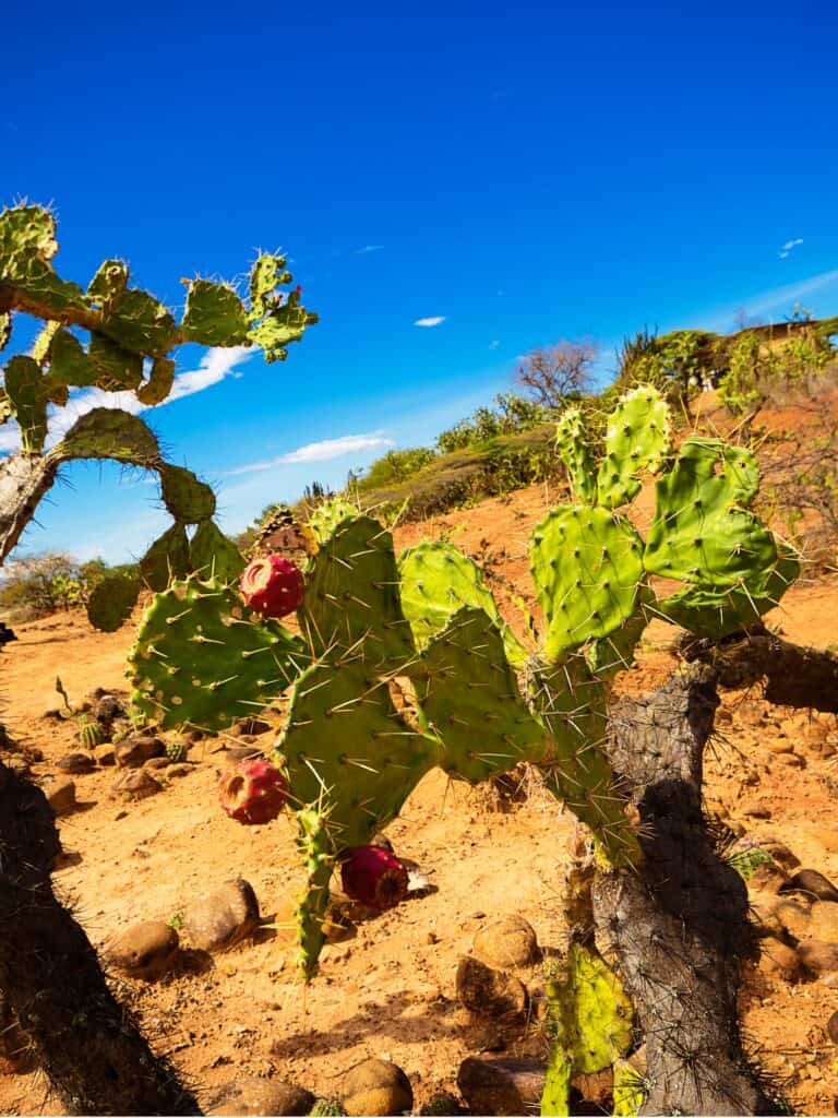 Tuna Cactus in Tatacoa Desert