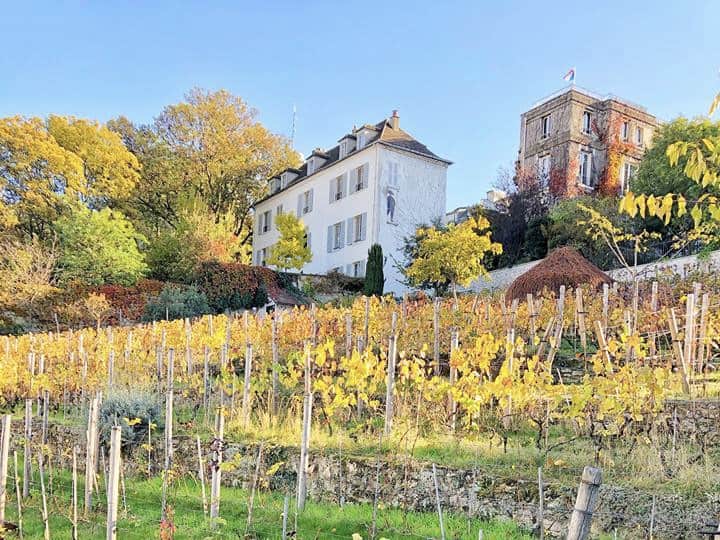 Vineyard of Vignes du Clos Montmartre with grapevines in the Montmartre district.