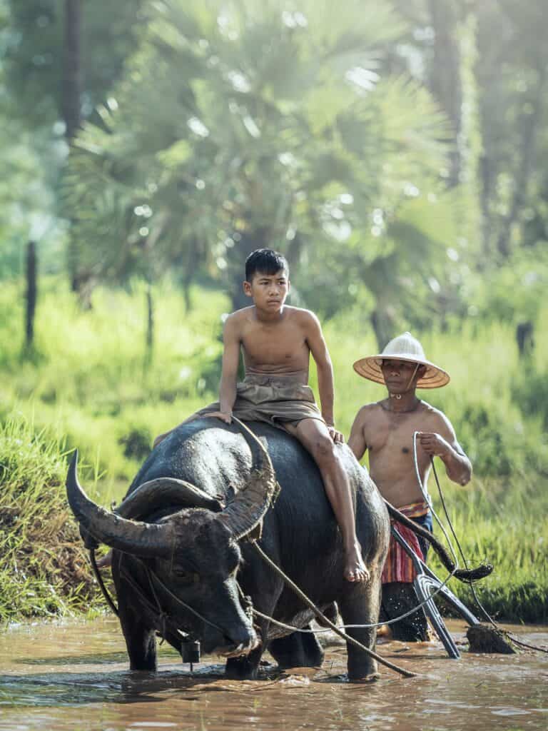 Cambodian farmers in traditional attire, working in the fields, representing the agricultural backbone of the nation.