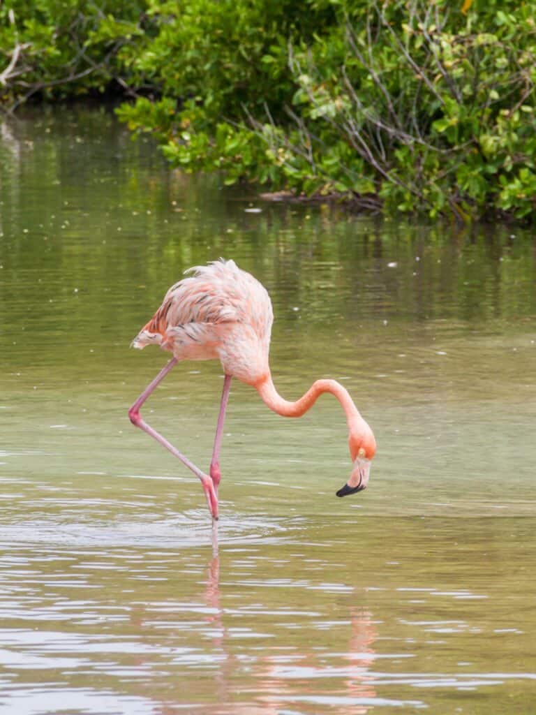 Flamingo on Palma island of San Bernardo Islands