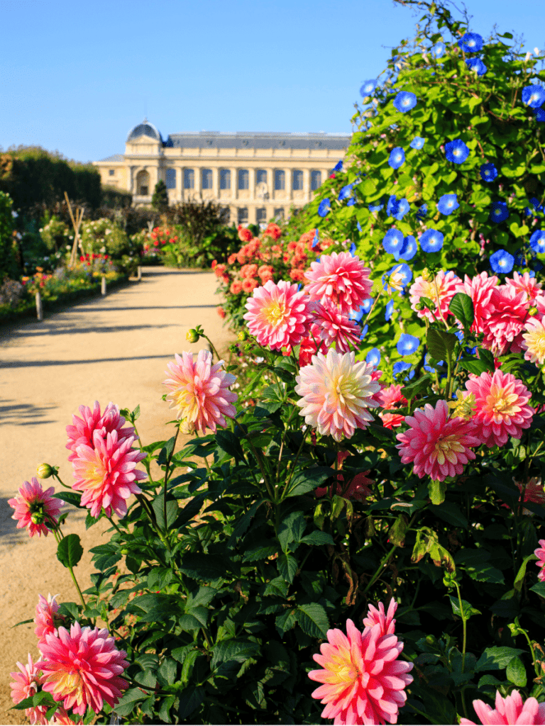 Flowers in Jardin des Plantes