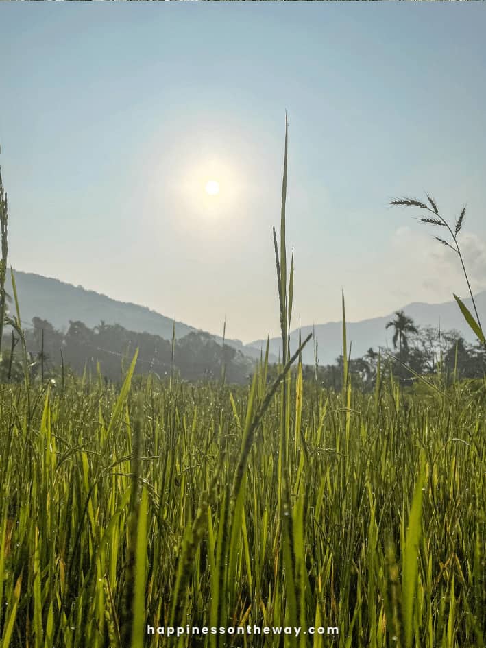 Meemure Rice Fields