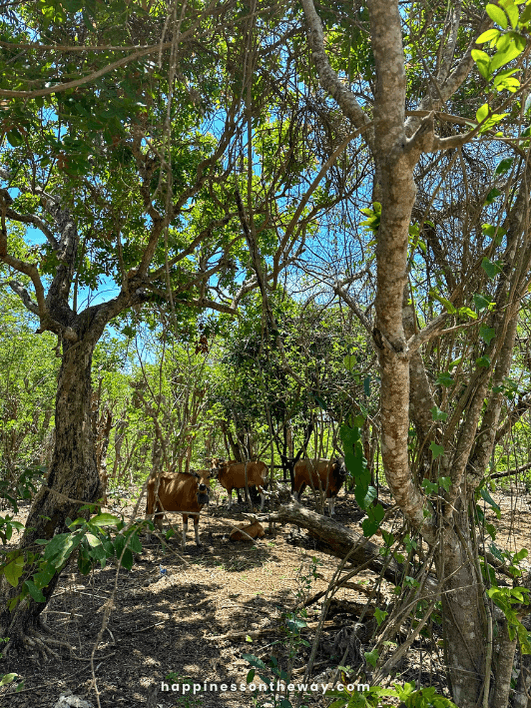 Karang Boma Cliff entrance cows