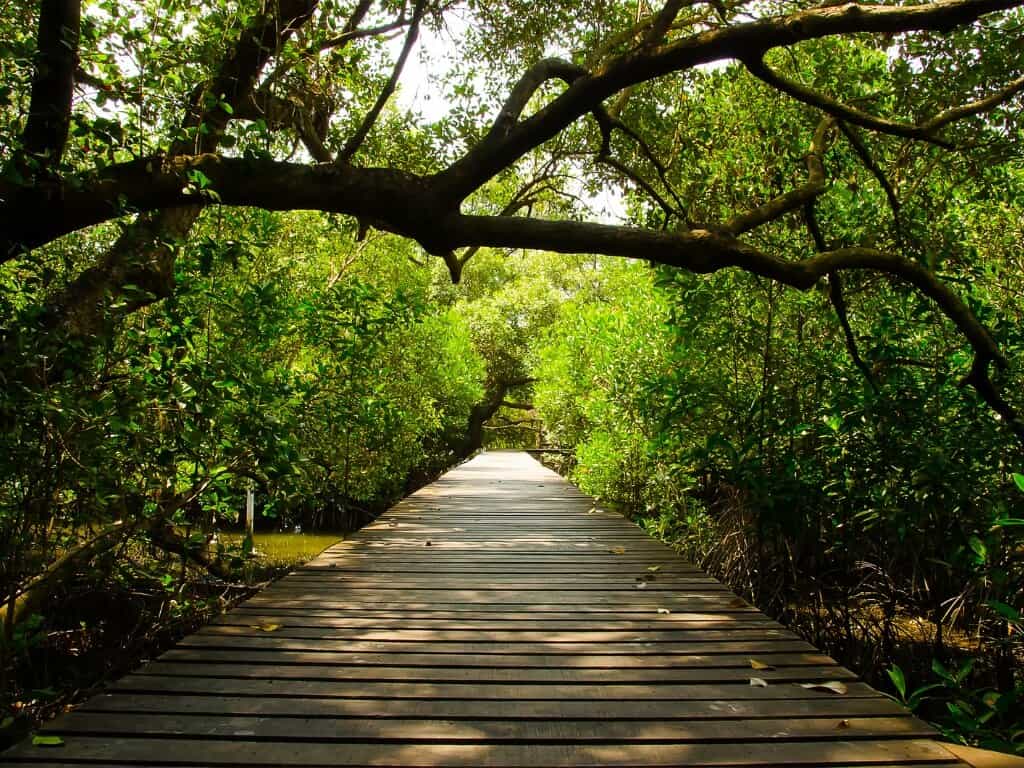 Kuta Mangrove Path - Things To Do in Kuta Bali