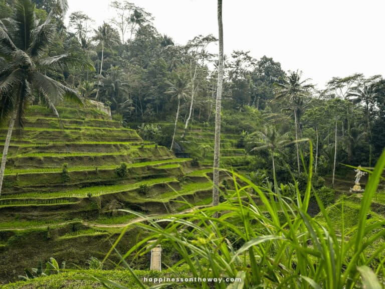 Tanggalang Rice Tegalalang Rice Terrace: The Ultimate Guide in 2026