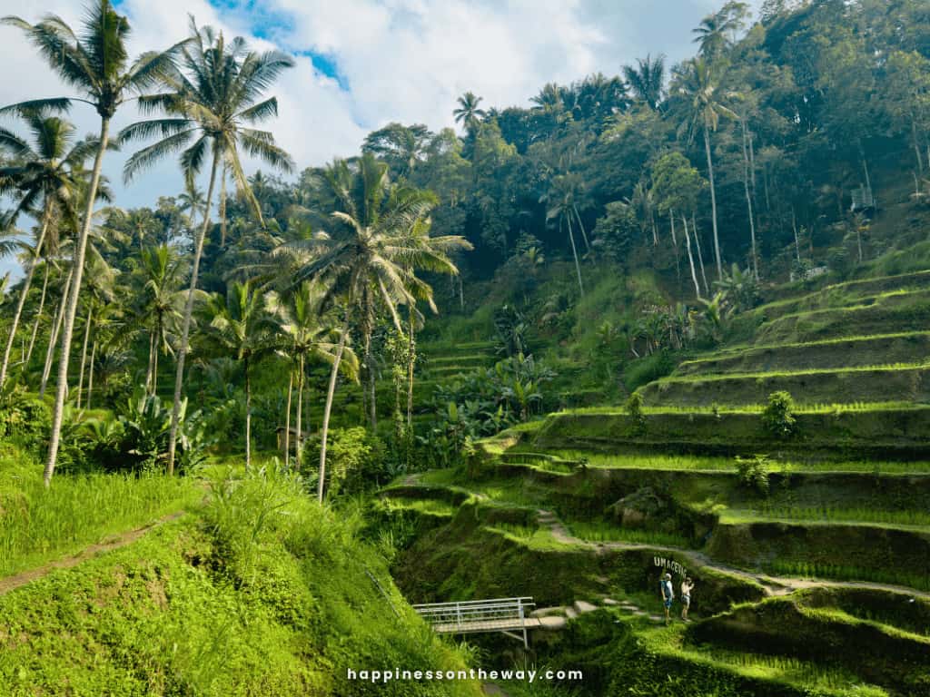 Tegalalang Rice Terrace in UMA Ceking