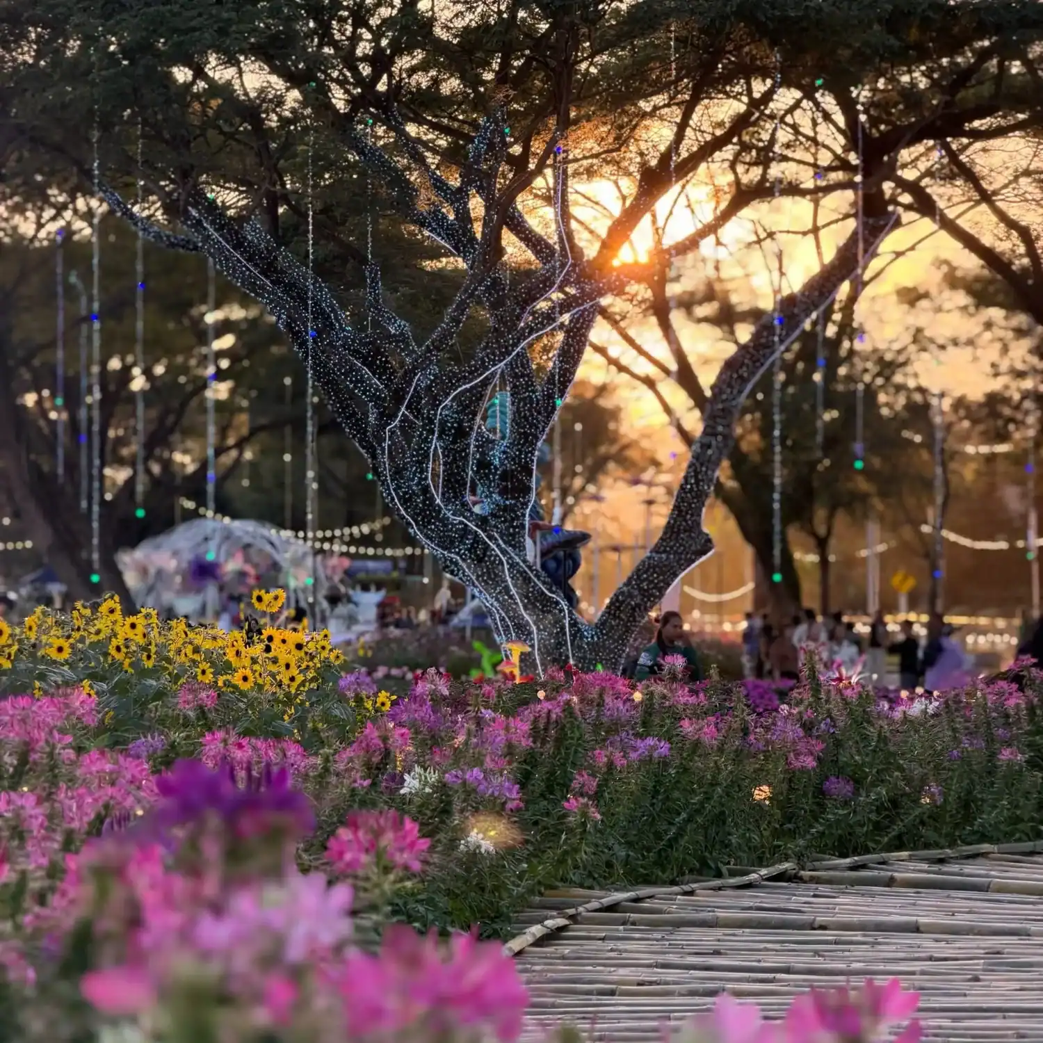 Flower beds and trees illuminated with lights at sunset during the Chiang Rai Flower Festival, creating a glowing nighttime atmosphere.