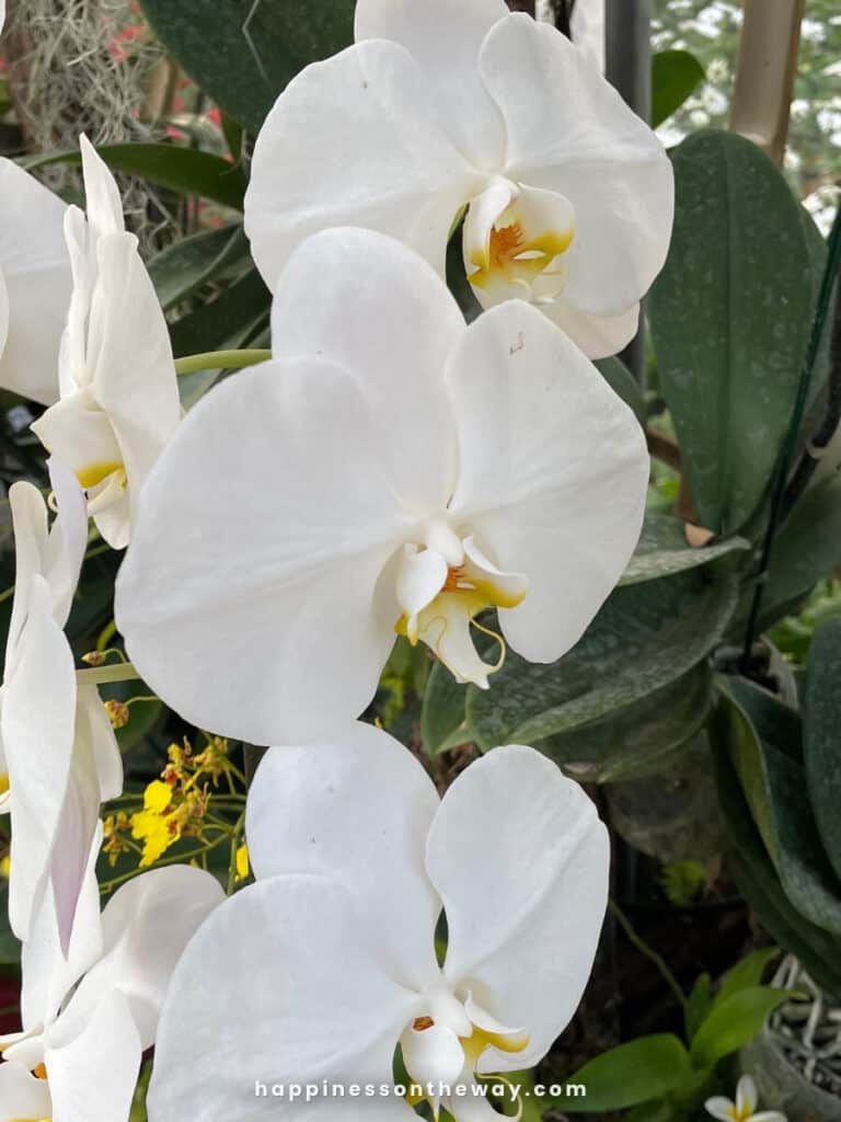 Orchids are part of the flower exhibition during the Charming Chiang Mai Flower Festival 2024