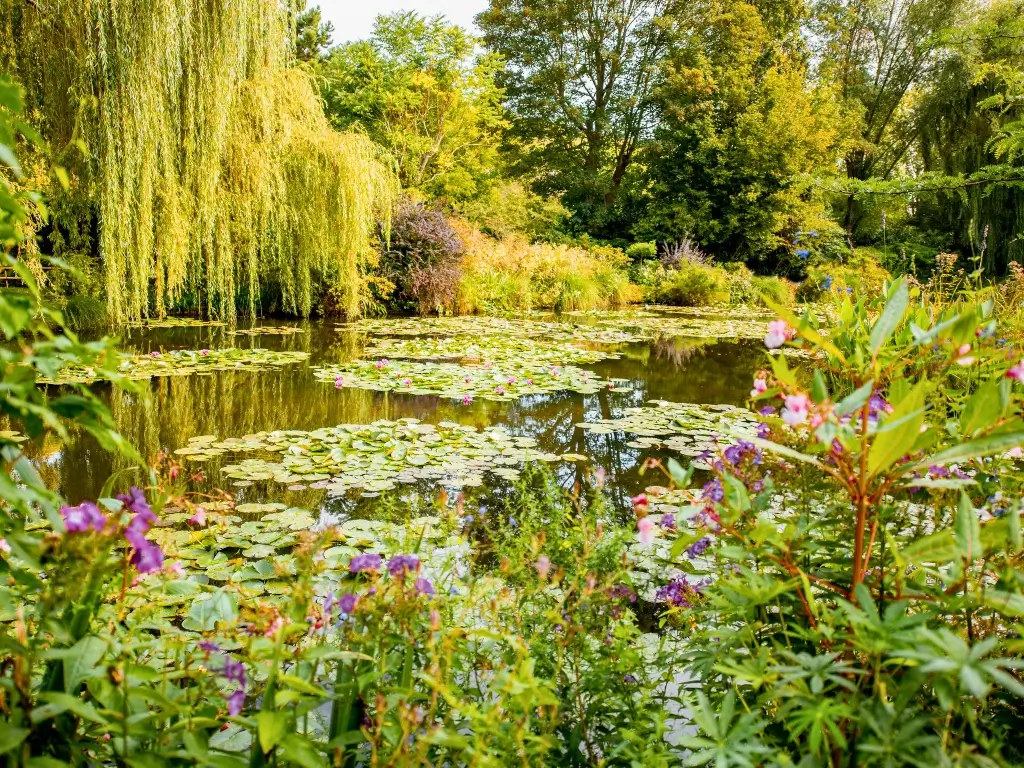 A peaceful pond adorned with water lilies and surrounded by weeping willows and diverse greenery in Monet's garden in Giverny. This idyllic setting is an ideal day trip from Paris by train, offering a glimpse into the world that inspired impressionist masterpieces.