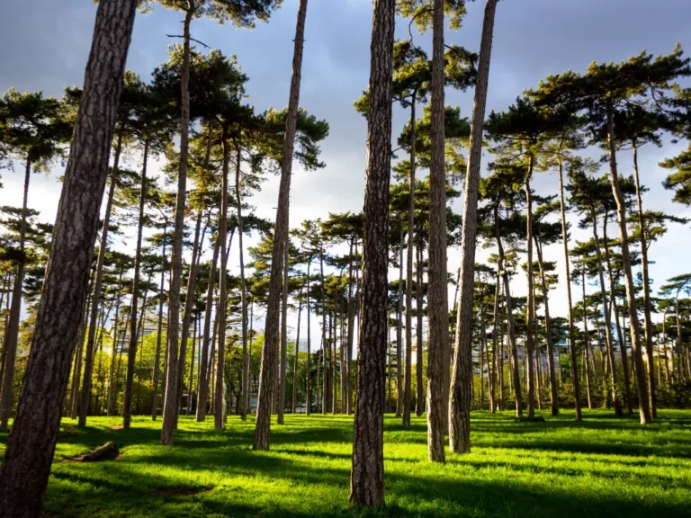 25 Best Parks in Paris to Picnic Away from Crowds