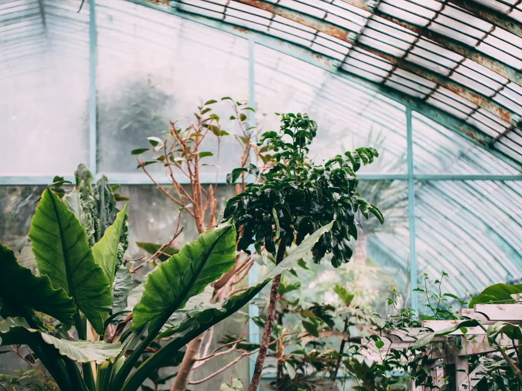 The misty interior of a greenhouse at Jardin des Serres d’Auteuil, with an array of exotic plants including large, leafy greens and a coffee plant, highlighting urban botanical exploration.