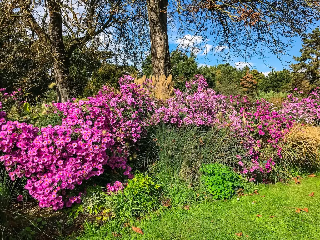 Lush pink asters dominate the foreground in Parc Floral de Paris, one of the best parks in Paris, with a backdrop of varied foliage creating a textured tapestry of green against a bright blue sky.