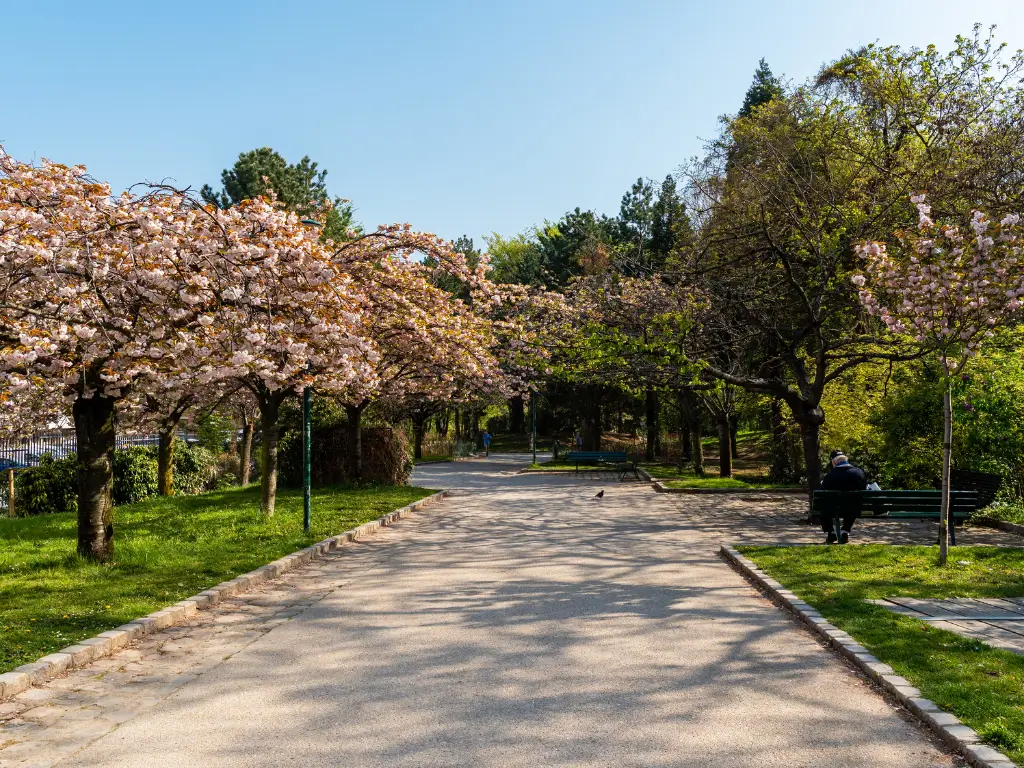 A tranquil alley in Parc Georges-Brassens, a place to picnic in Paris, flanked by blooming cherry trees with delicate pink blossoms, with a solitary figure seated on a bench, enjoying the quietude of early spring