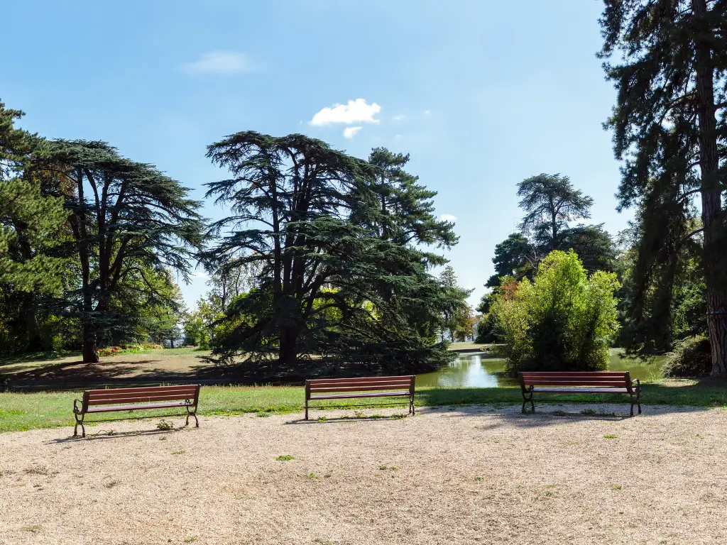 Two empty benches face a serene pond in Parc Saint-Cloud, one of the best parks in Paris to picnic, flanked by majestic cedar trees under a clear blue sky, offering a quiet place for reflection in the midst of nature.