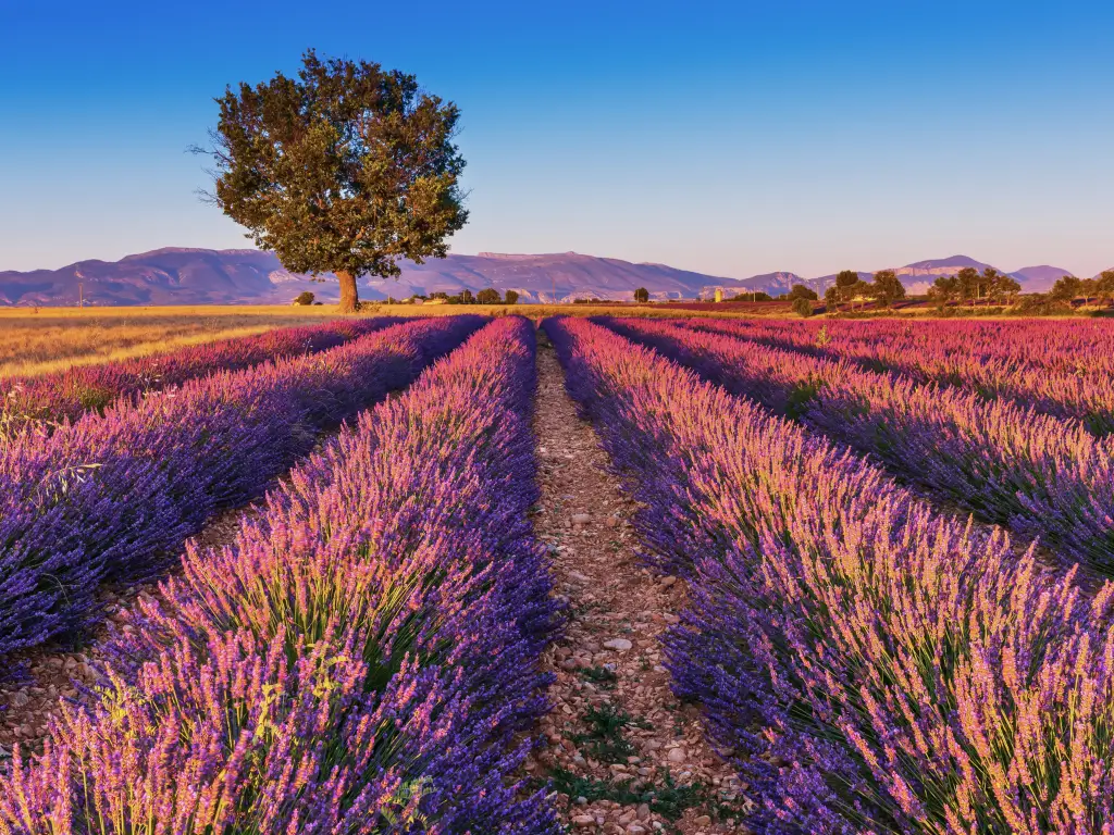 A solitary tree stands guard over a vibrant lavender field in Provence, France, a picturesque scene for seekers of slow tourism destinations
