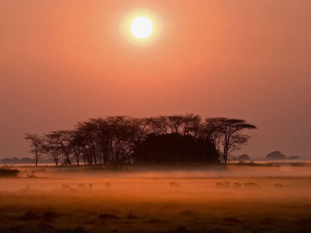 Silhouetted wildlife grazing at dusk with a backdrop of misty trees under a soft orange sky in Zambia, Africa.