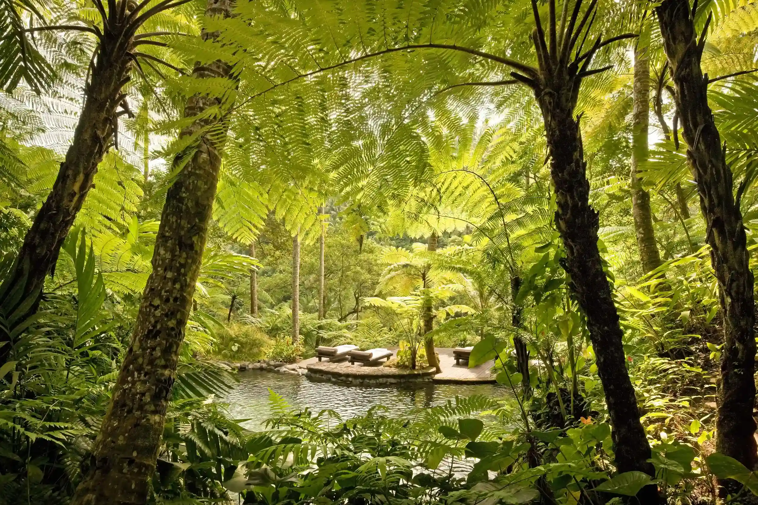 The lush garden scene at Como Shambhala Estate, a wellness resort in Bali, showcases a tranquil pond surrounded by dense, vibrant greenery and tall tree ferns.