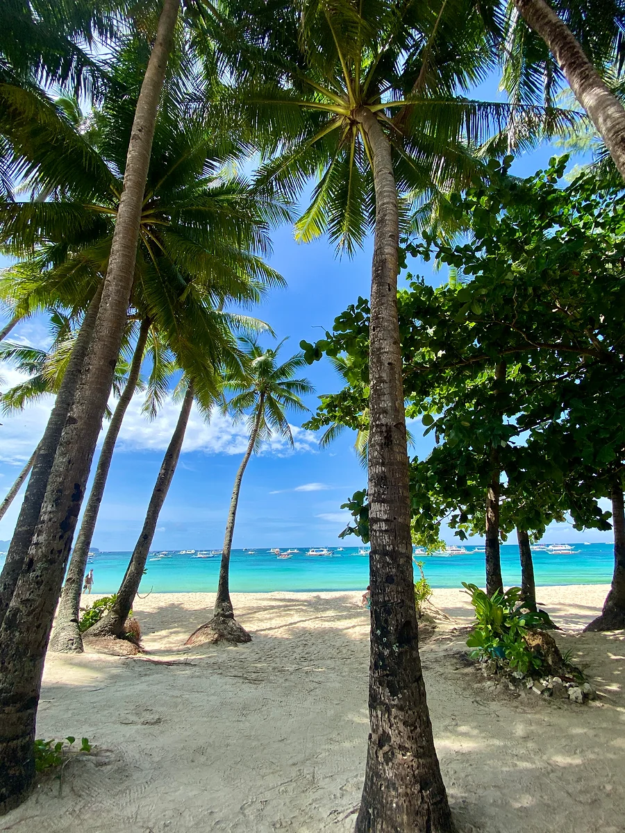 Idyllic view of Angol Beach in Boracay, framed by tall, slender coconut palms swaying gently against a clear blue sky.