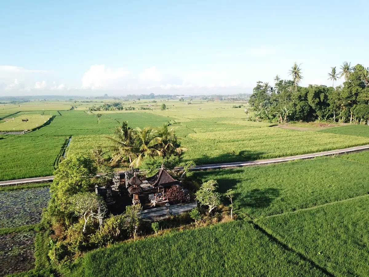 Aerial view of Shanti Toya Ashram, a wellness resort in Bali, nestled among expansive, vibrant green rice fields.