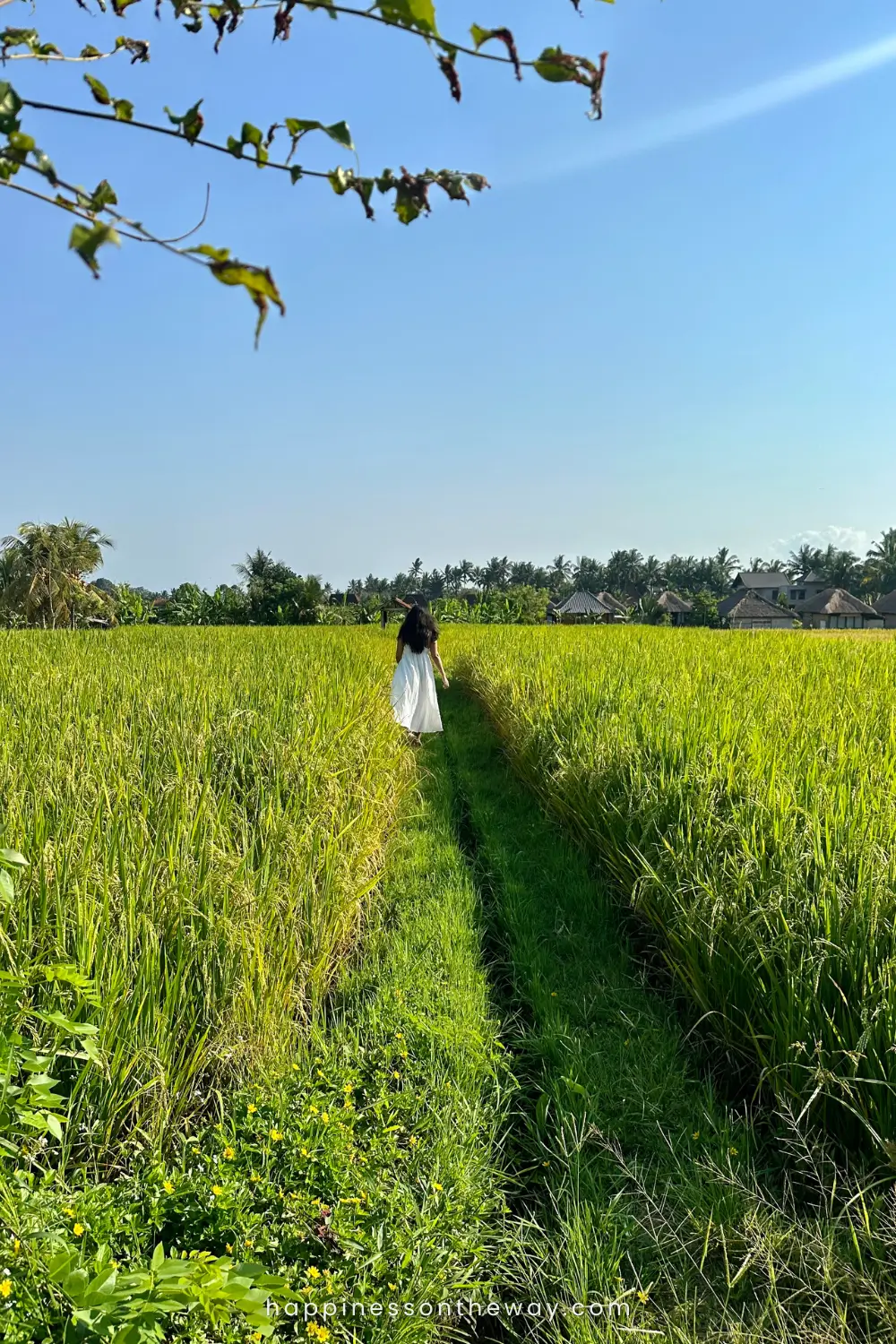 I am wearing a flowing white dress and walk along a narrow path through Kajeng Rice Terraces.