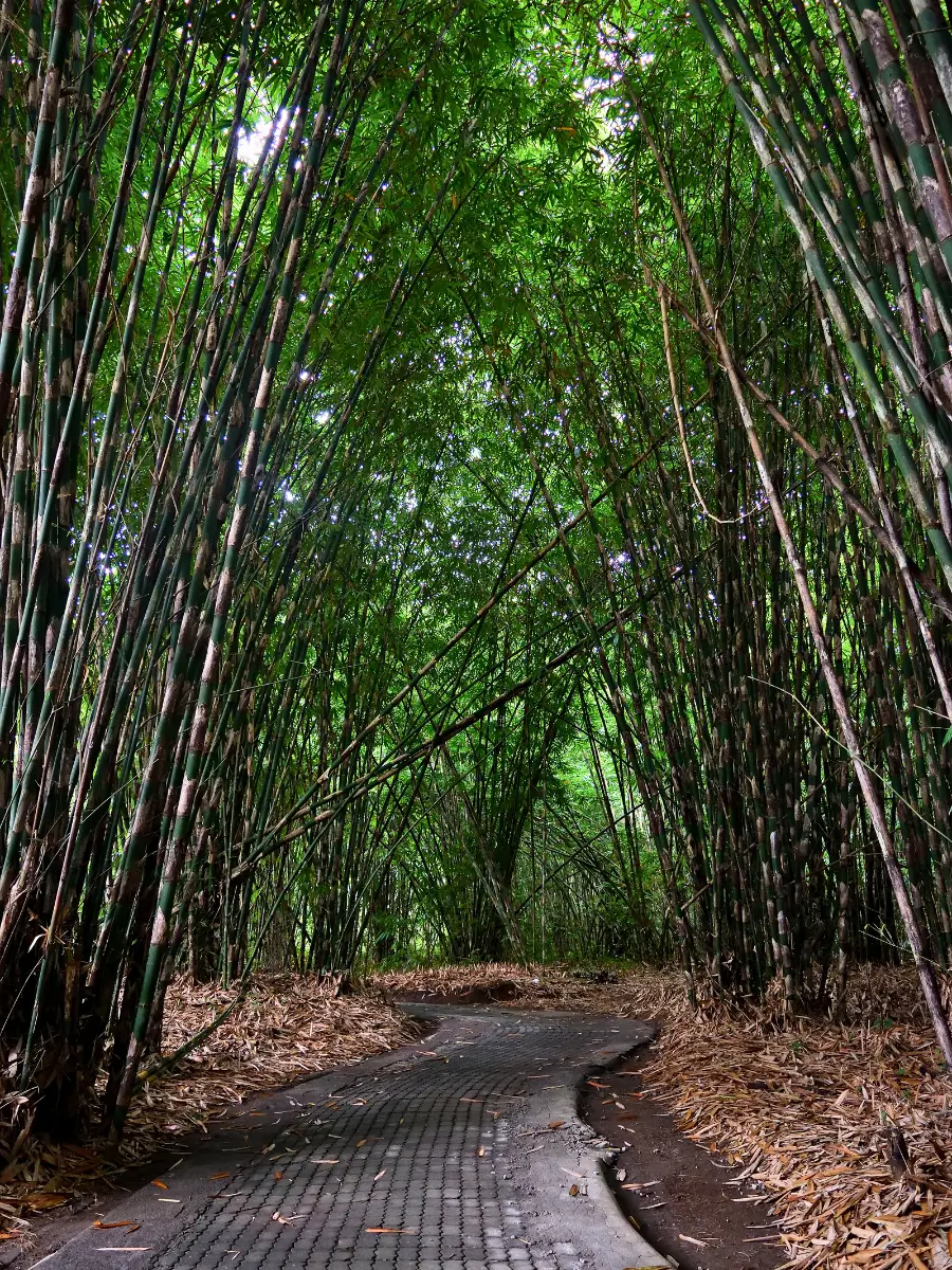 A concrete pathway surrounded with bamboos at Penglipuran Village Bamboo Forest