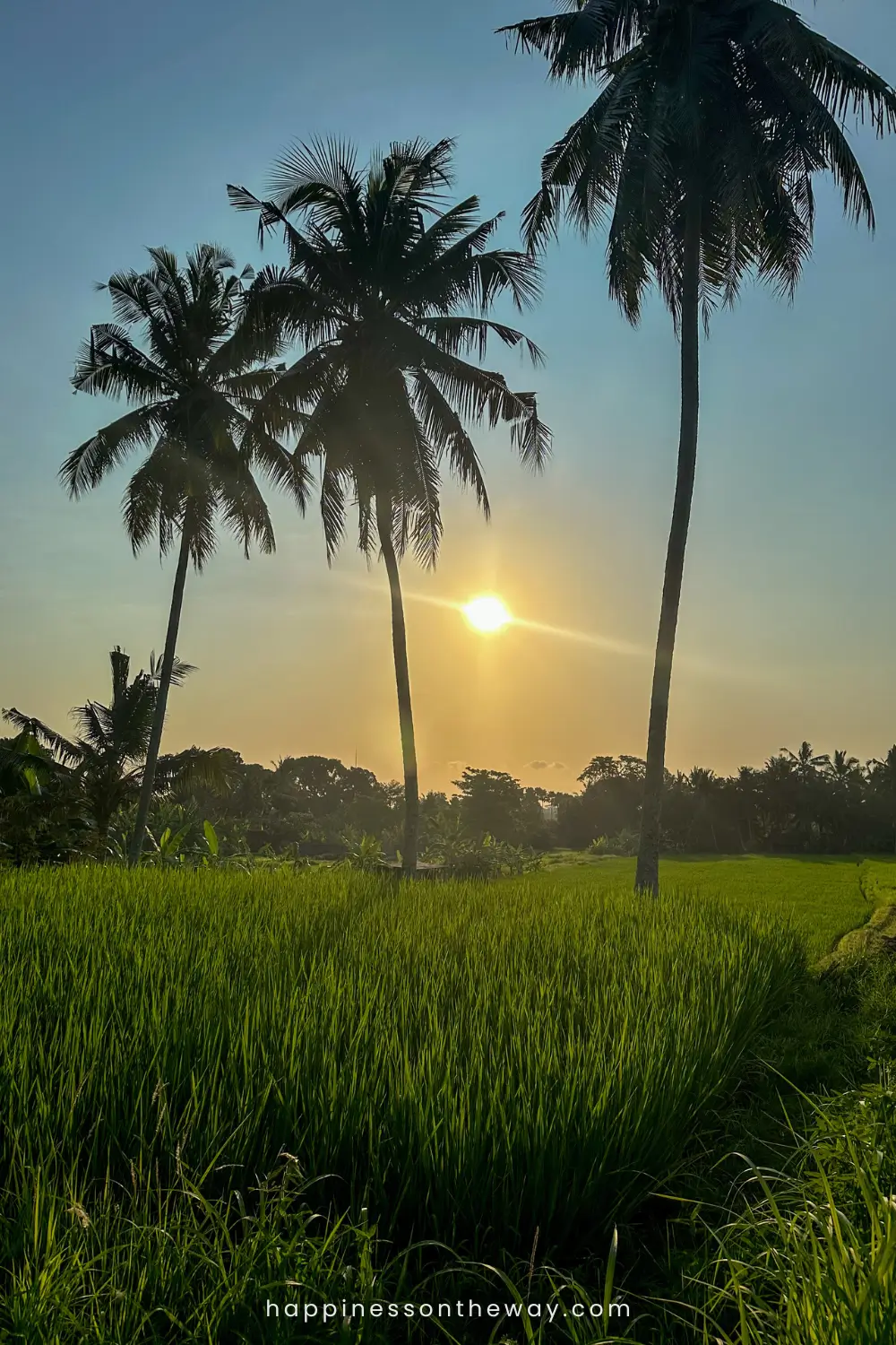 Rice fields with three coconuts and a sunset in Ubud