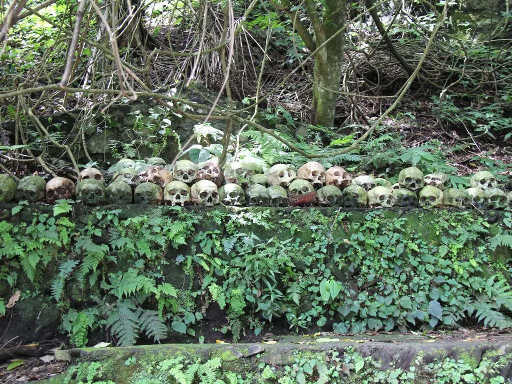 Skulls lined up on a platform covered with leafy plants in Truyan Village, Bali