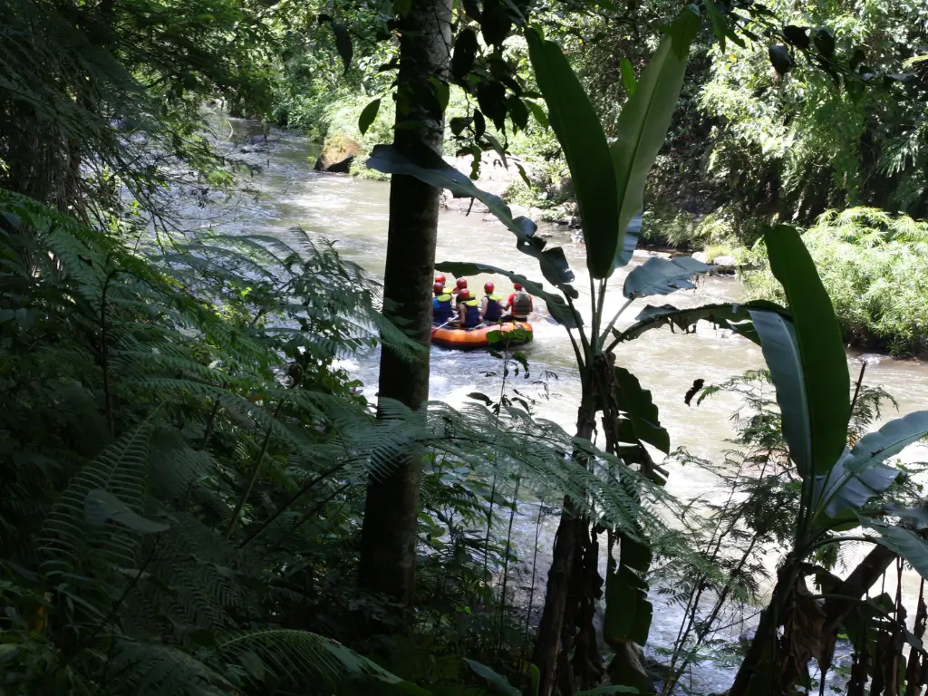 Whitewater rafting on a river inside a forest