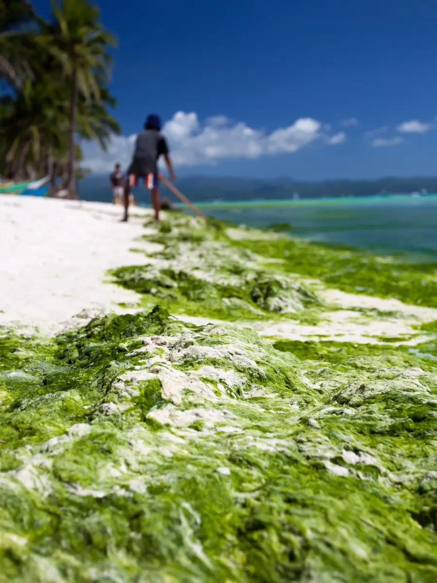People walking along Boracay beach, clearing thick lumot (algae) from the shoreline, with palm trees and clear blue skies in the background.