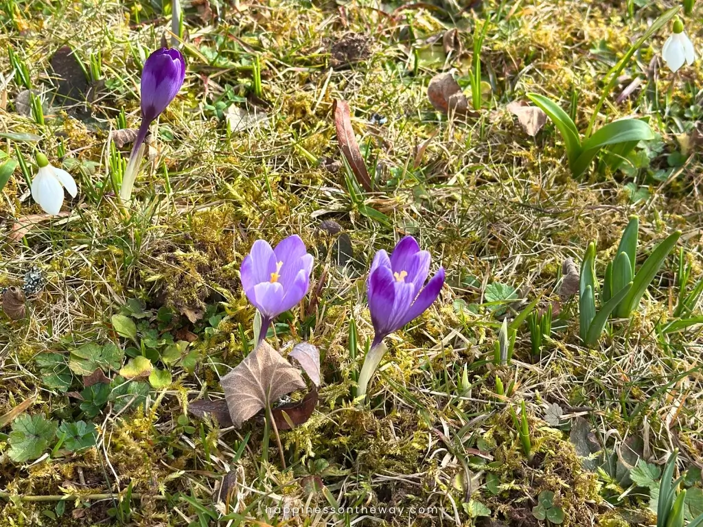 Close-up of vibrant purple crocuses blooming in a grassy field, surrounded by moss, dried leaves, and small green shoots.